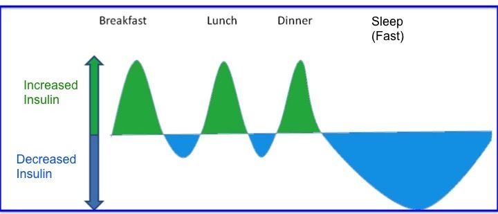 Normal Insulin Response